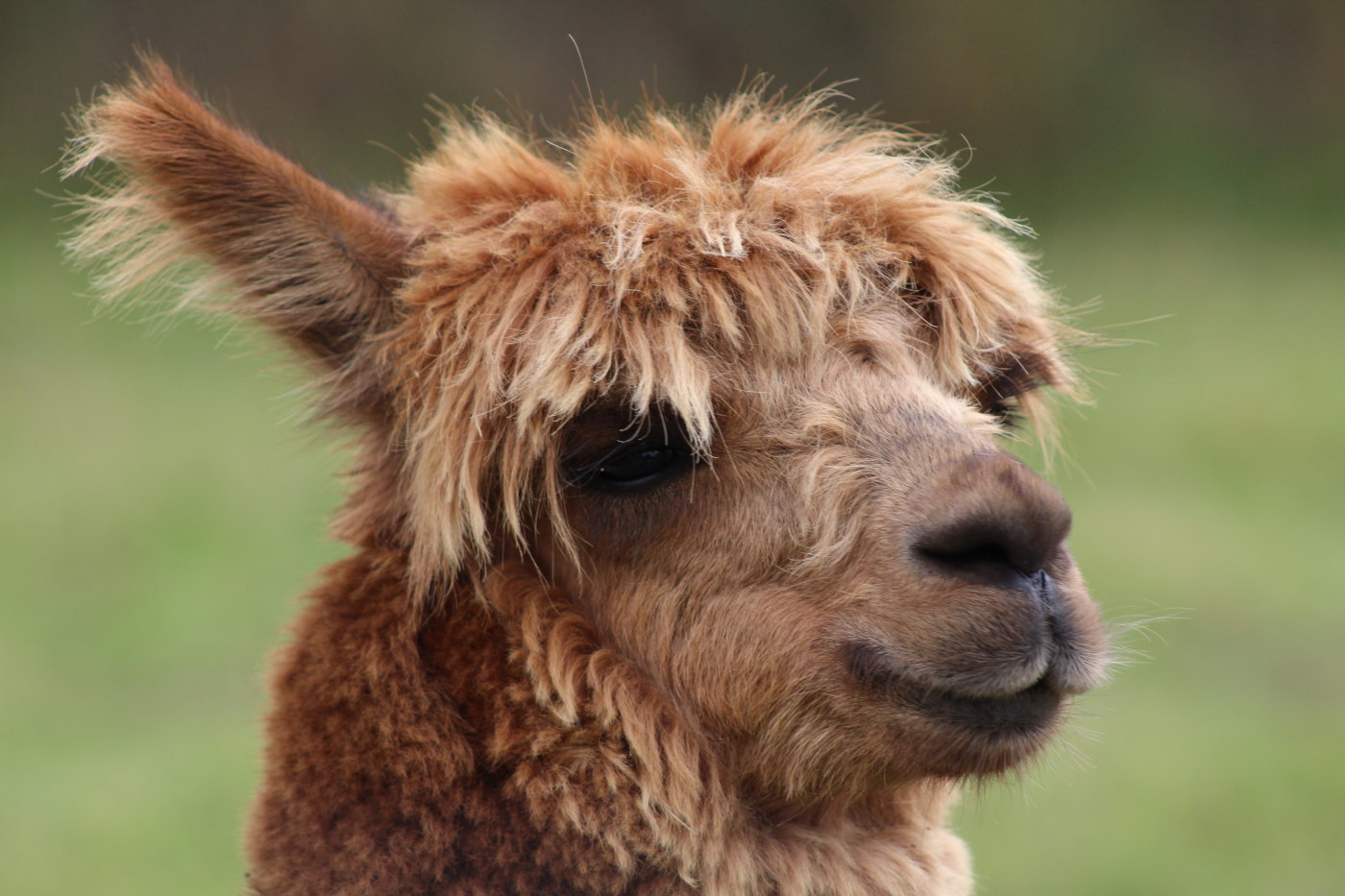 Los tiempos de consulta en Psicología Vegana